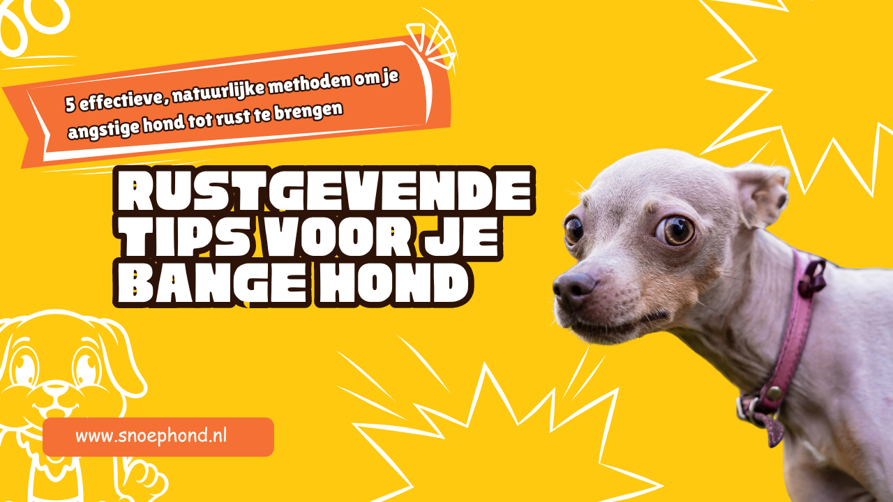 Hoe kalmeer je je hond op natuurlijke wijze zonder medicatie?