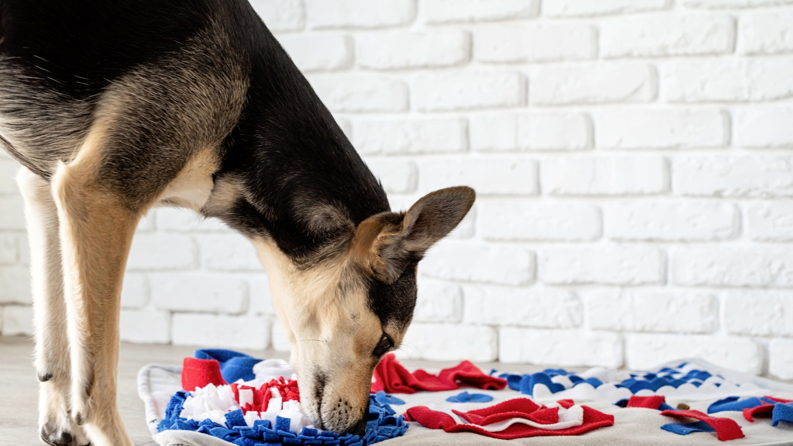 Snuffelmatten voor Honden | Beste | Voedingspuzzels