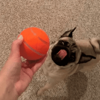 BounceBuddy Bal met Afstandbediening